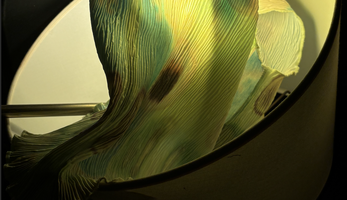 该是无花果香气